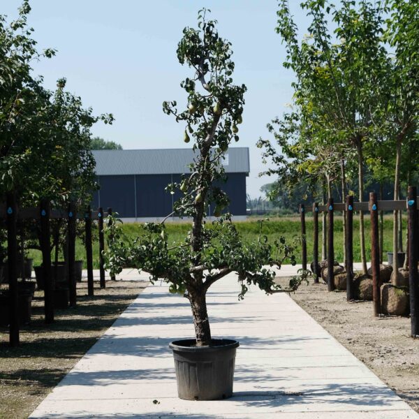 Oude perenboom (Pyrus Conference)