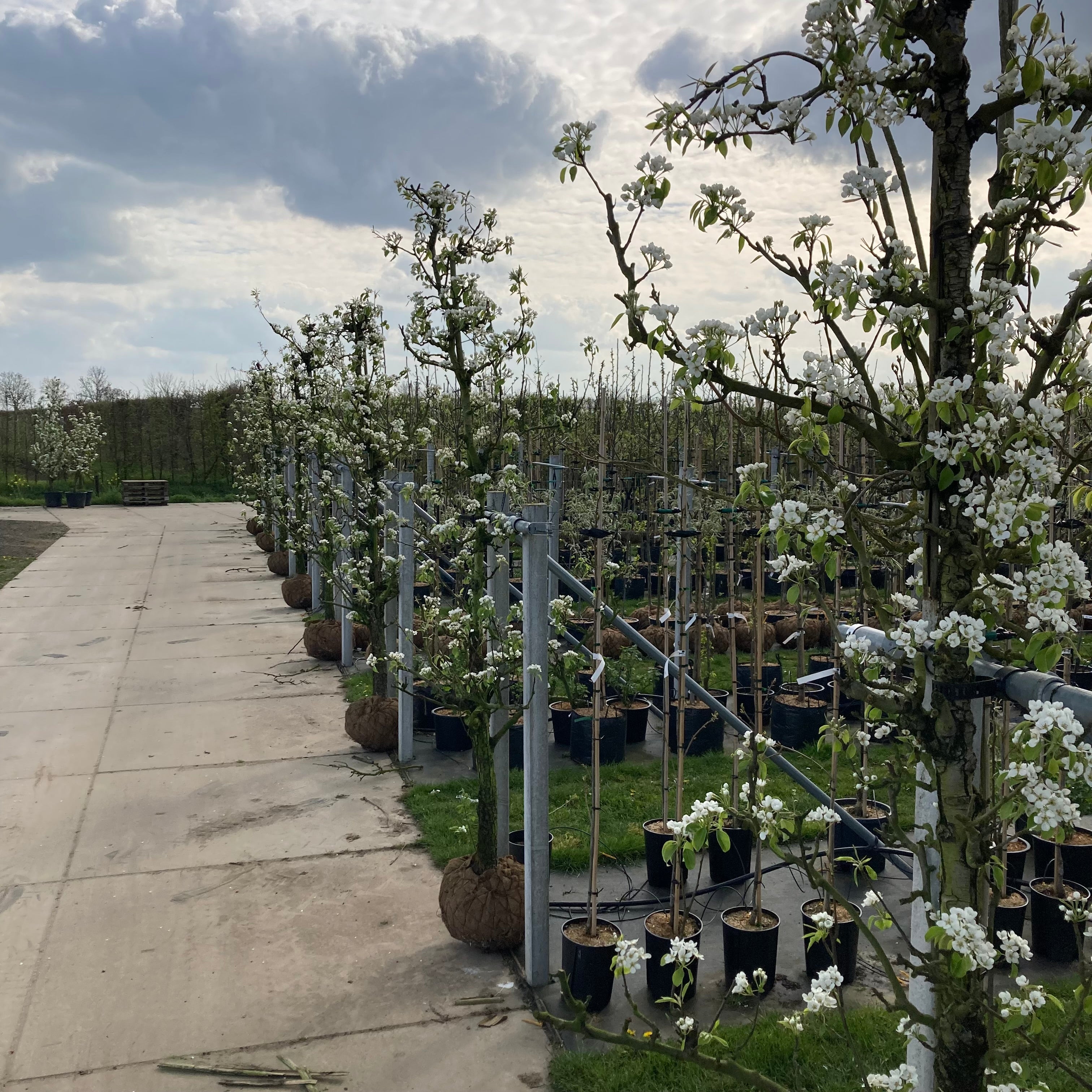 Oude perenboom (Pyrus Conference)