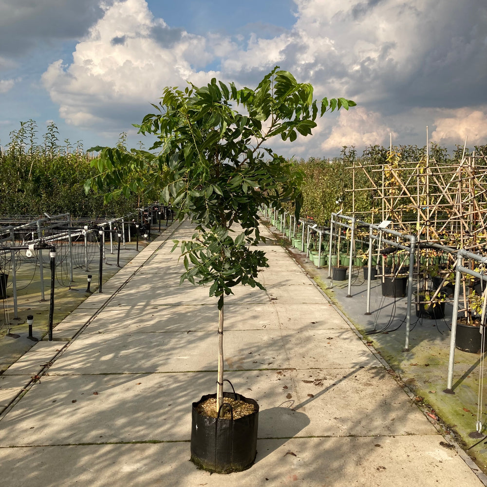 Pecannotenboom (Carya illinoinensis ‘Pawnee’)