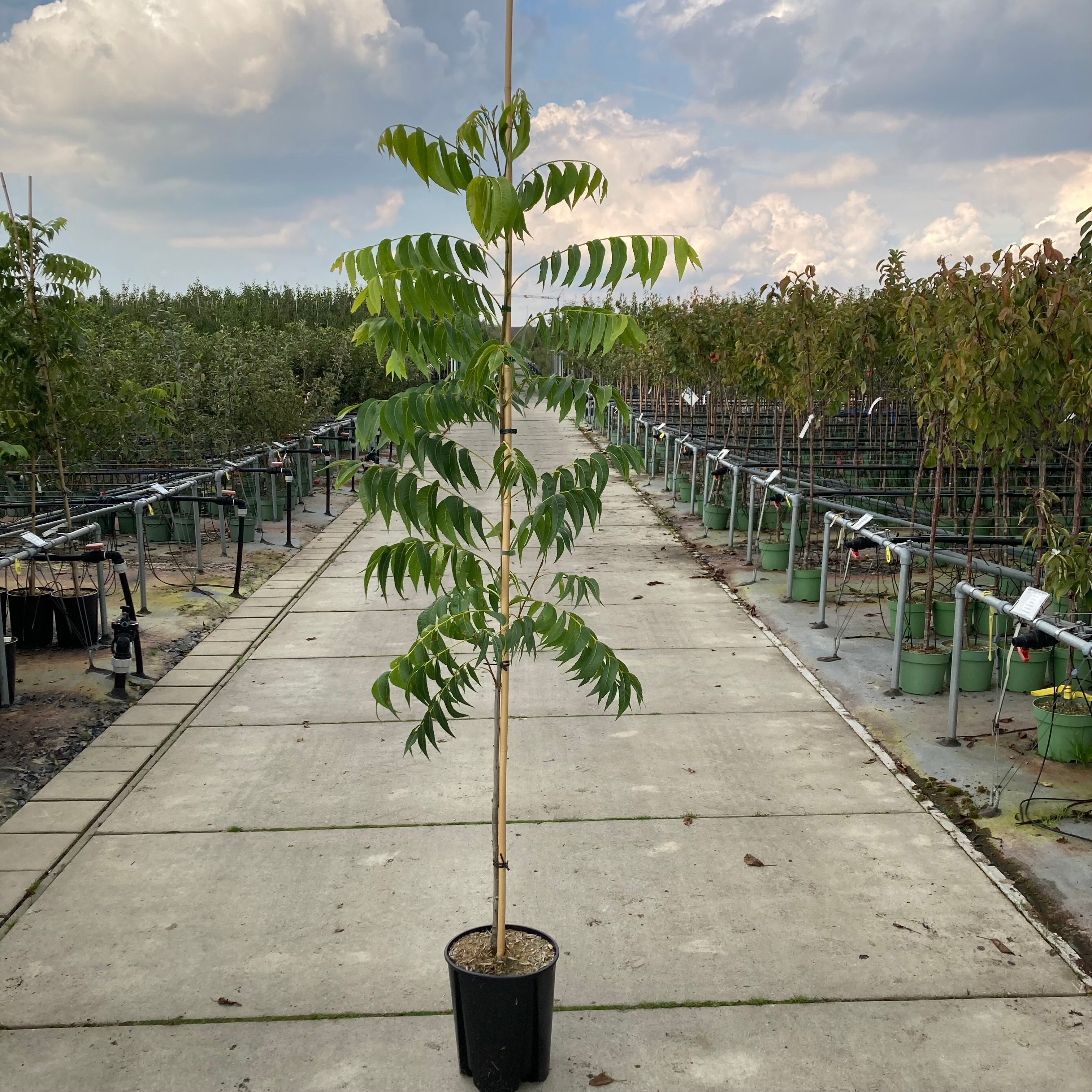 Pecannotenboom (Carya illinoinensis ‘Pawnee’)
