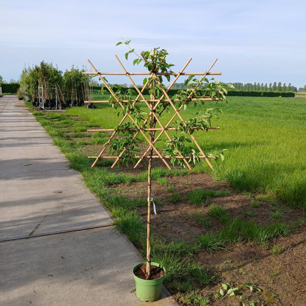 Lei stoofperenboom (Pyrus Gieser Wildeman)