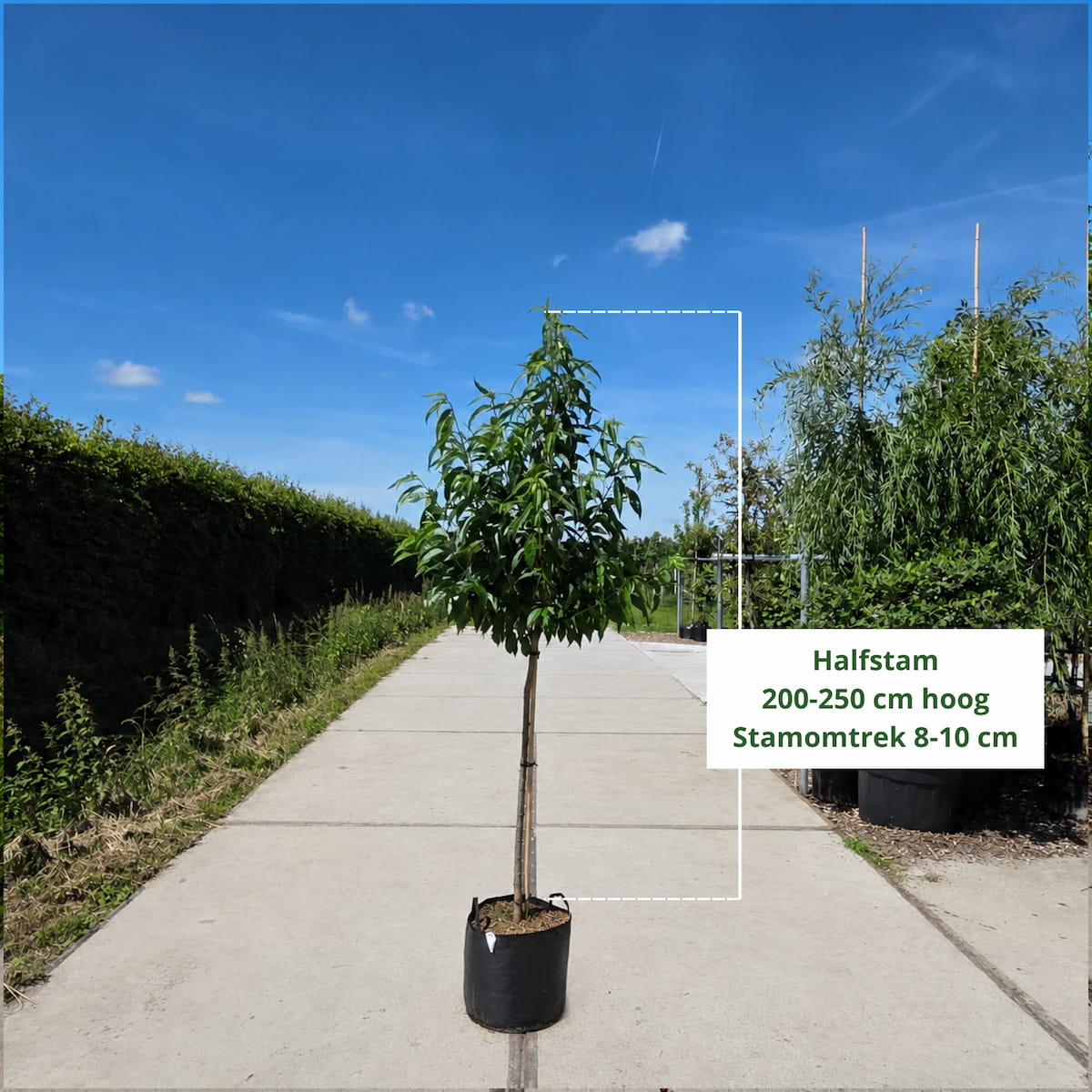 Perzikboom (Prunus persica Wassenberger)