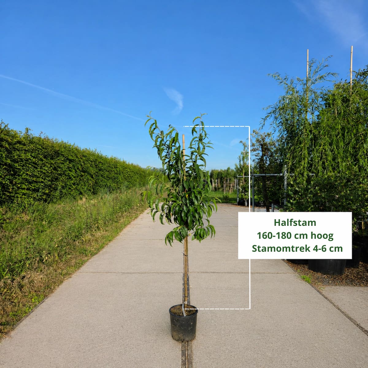 Perzikboom (Prunus persica Wassenberger)