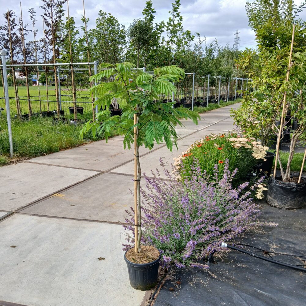 Perzische slaapboom (Albizia)