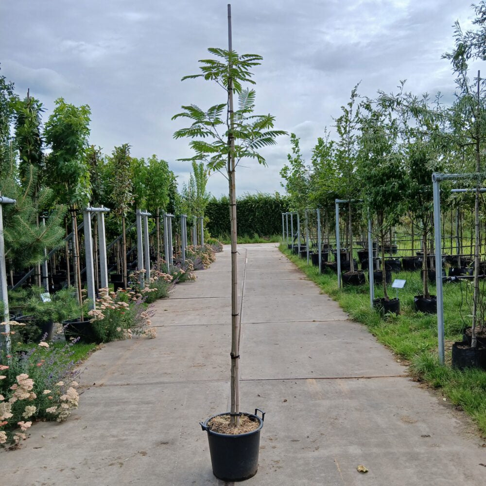 Perzische slaapboom (Albizia)
