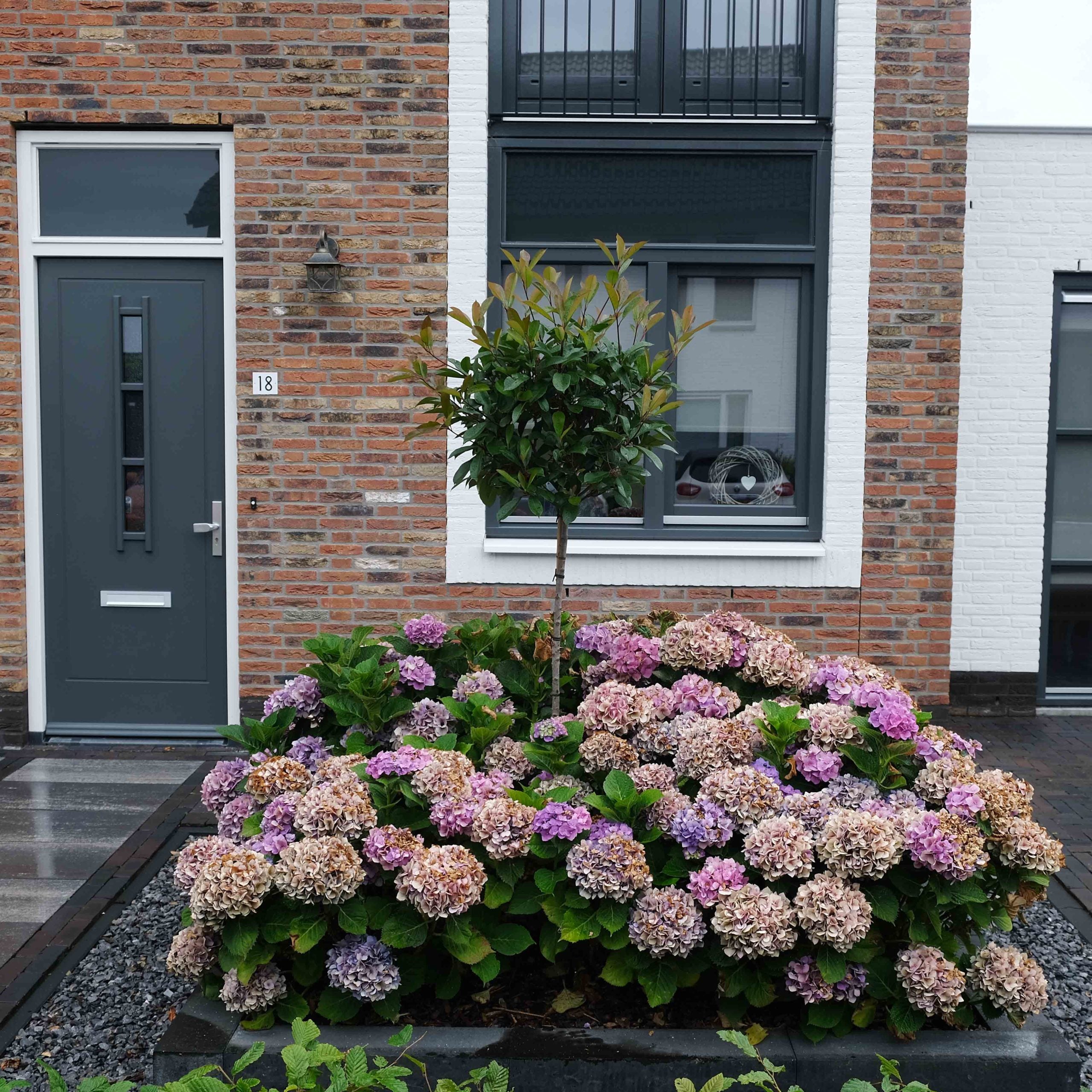 Glansmispel op stam (Photinia Red Robin)