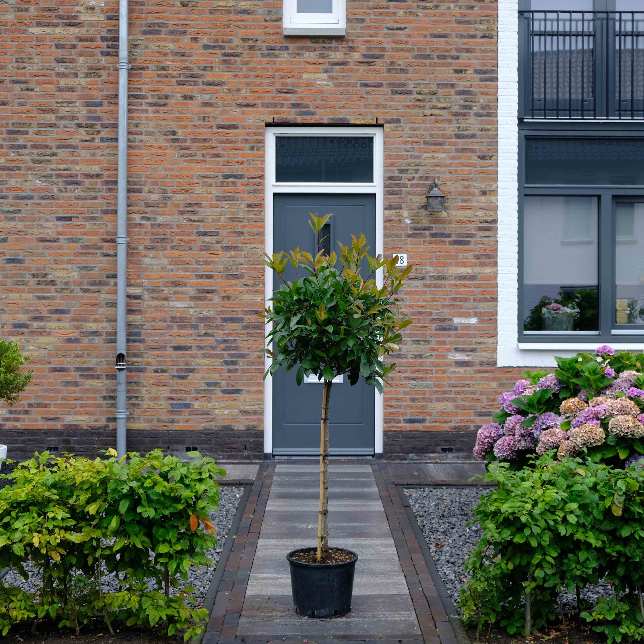 Glansmispel op stam (Photinia Red Robin)