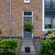 Glansmispel op stam (Photinia Red Robin)