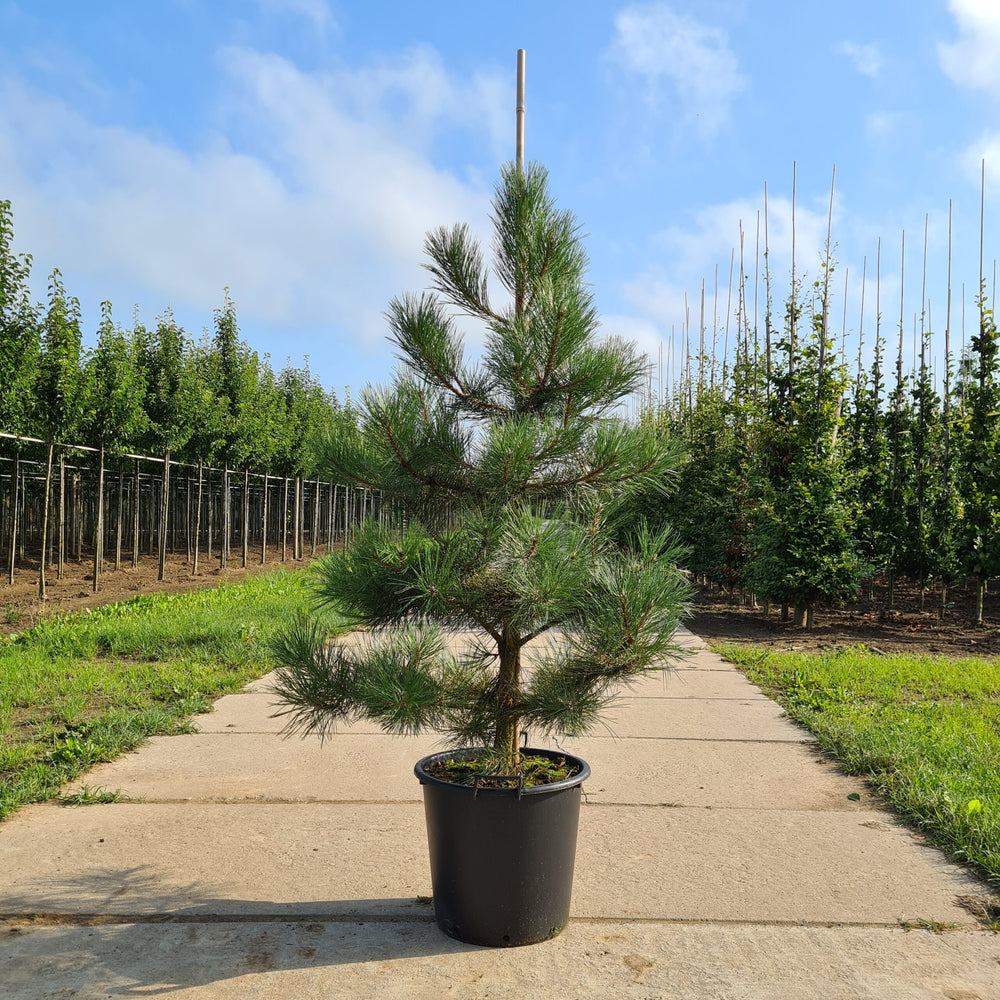 Oostenrijkse den (Pinus nigra nigra)