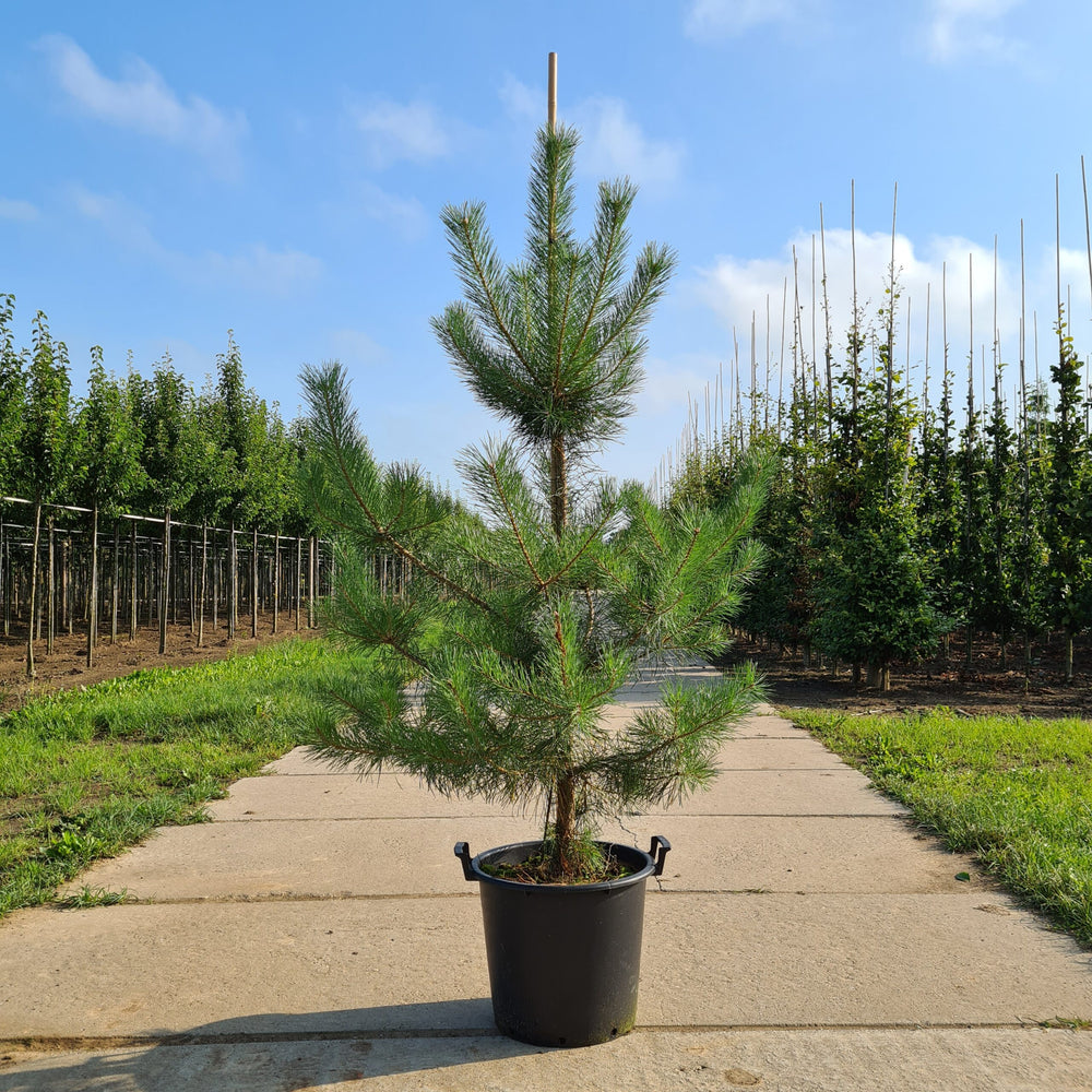 Grove den (Pinus sylvestris)