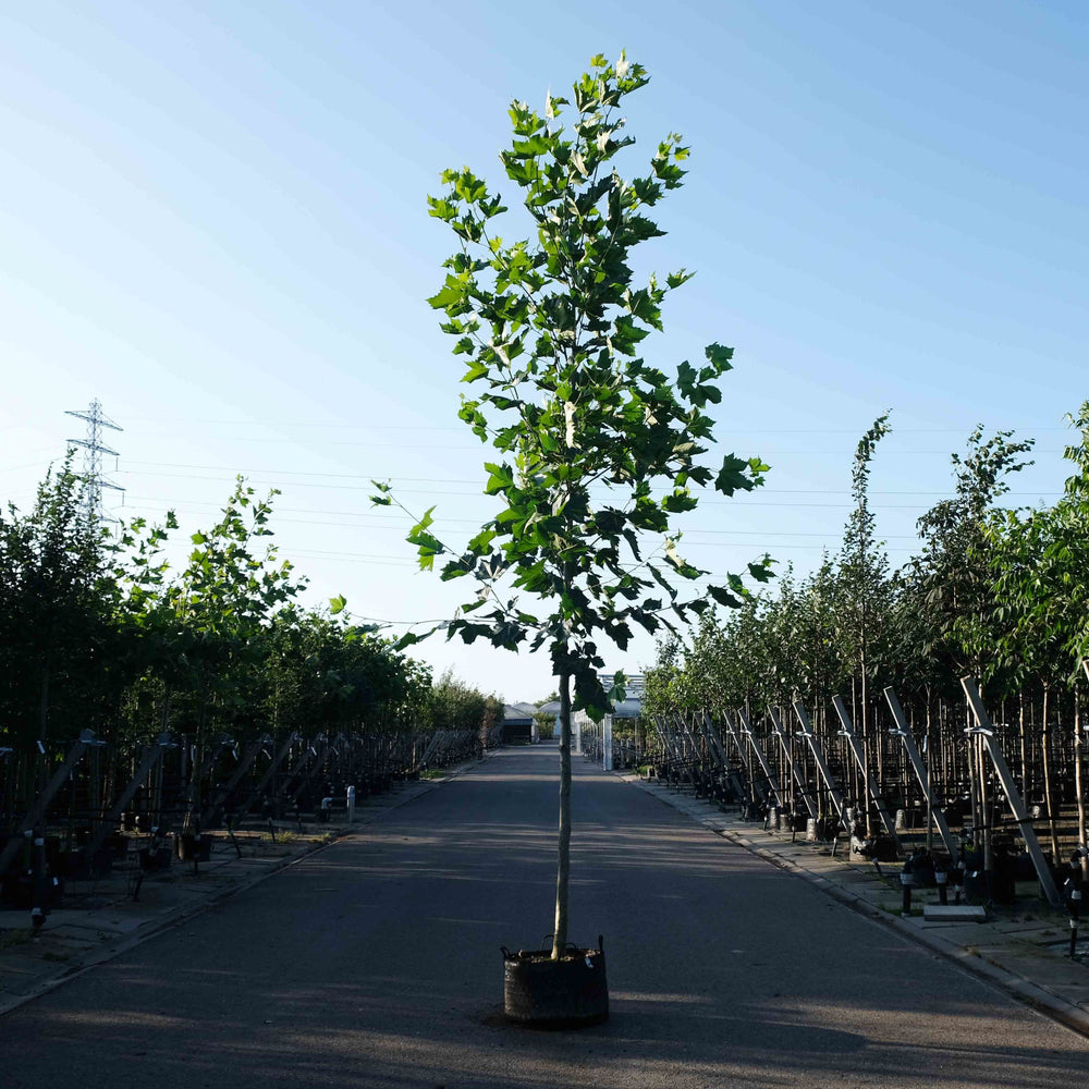 Plataanboom (Platanus hispanica acerifolia)