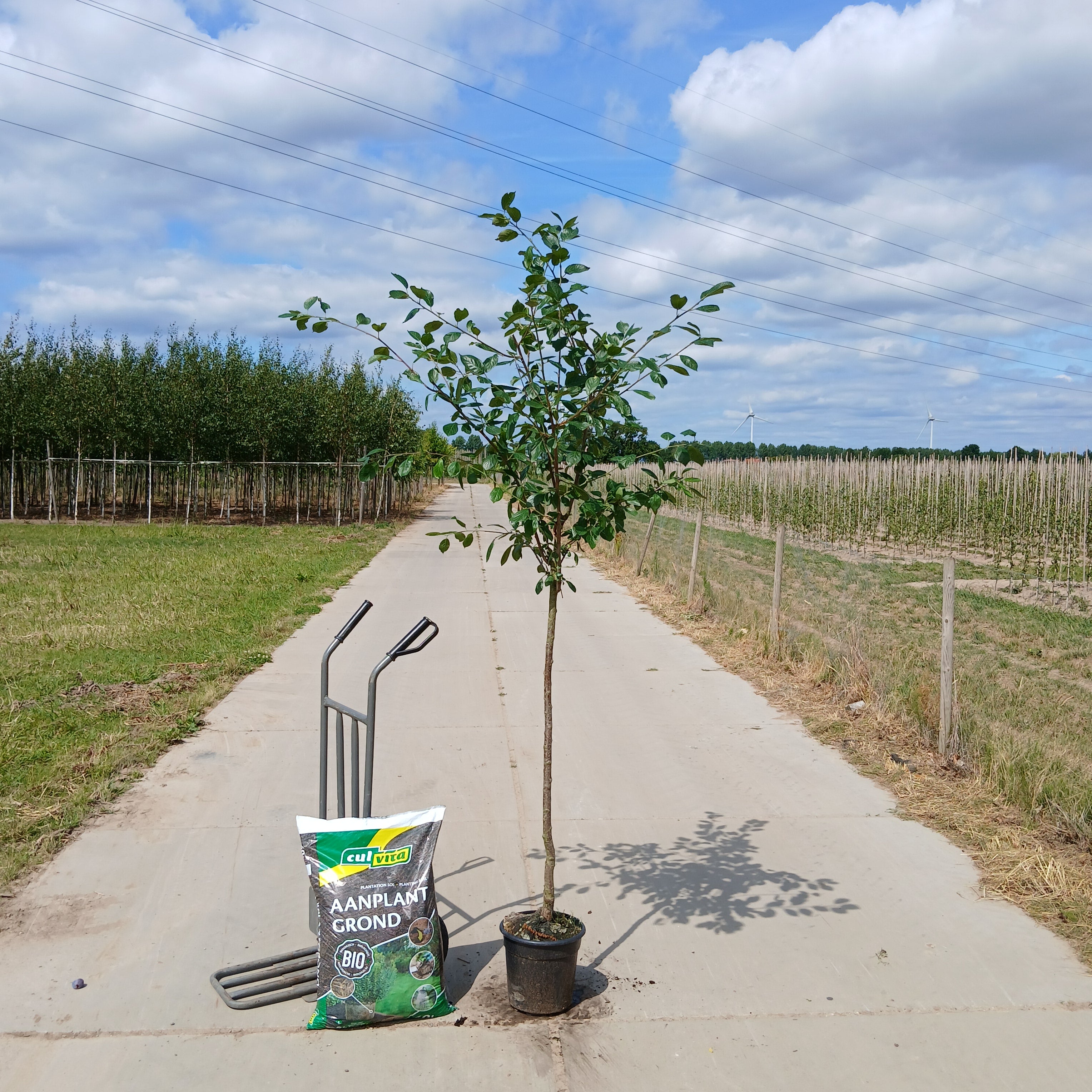 Pruimenboom Prunus domestica Opal (zoet)
