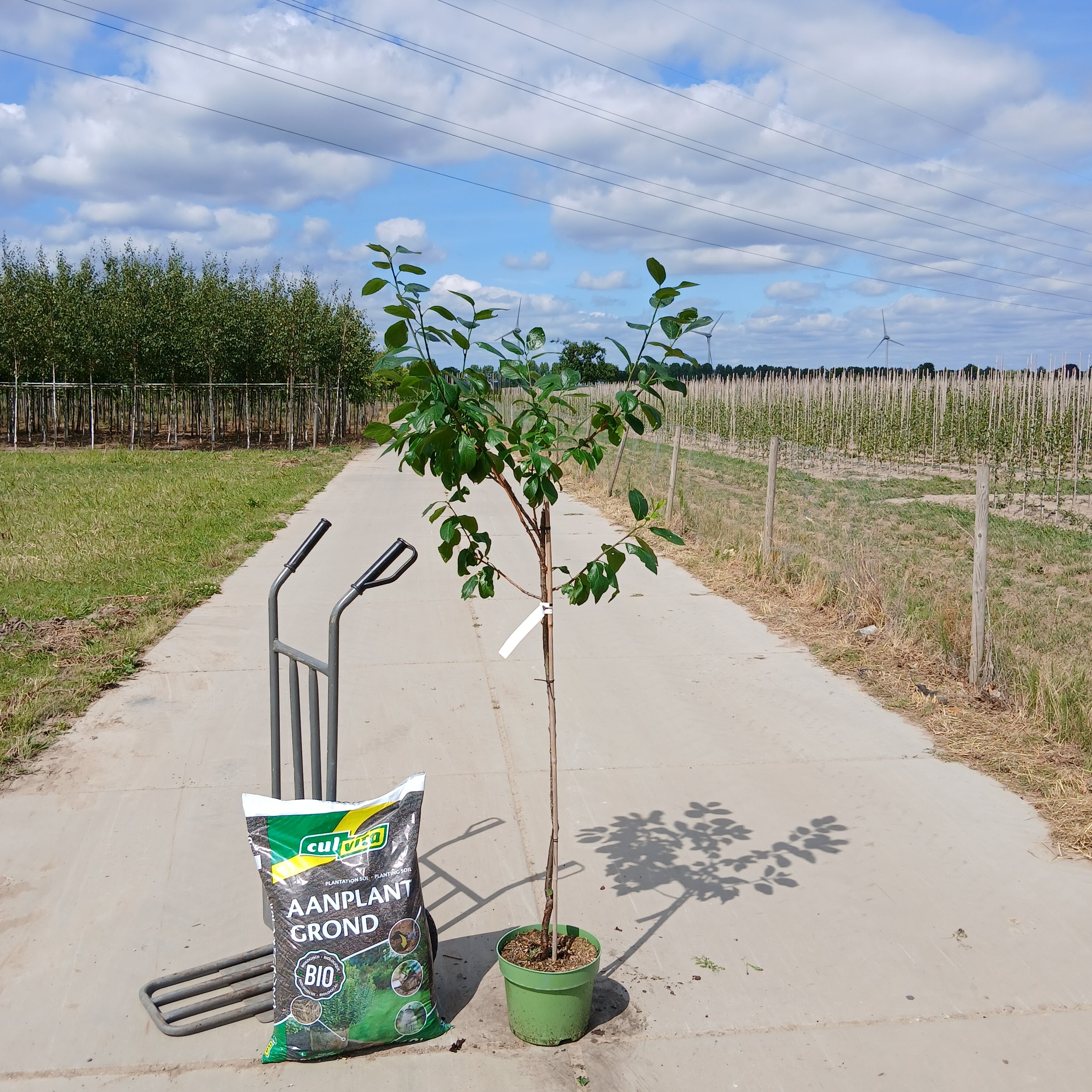 Pruimenboom Prunus domestica Opal (zoet)