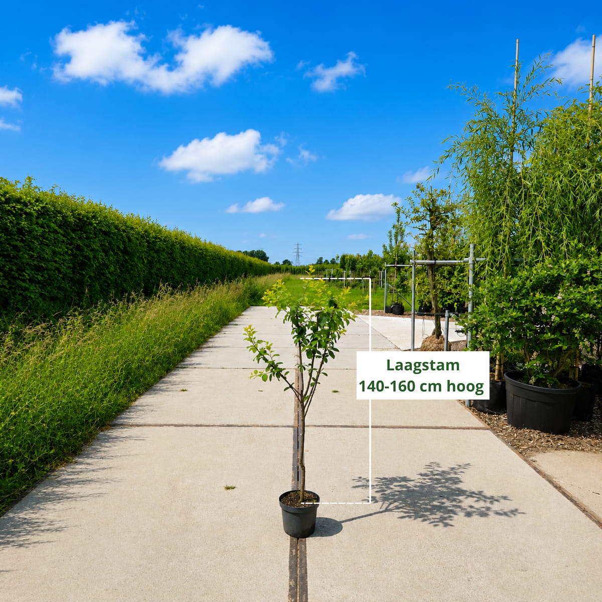 Pruimenboom Prunus Reine Claude d' Oullins (zoetzuur)