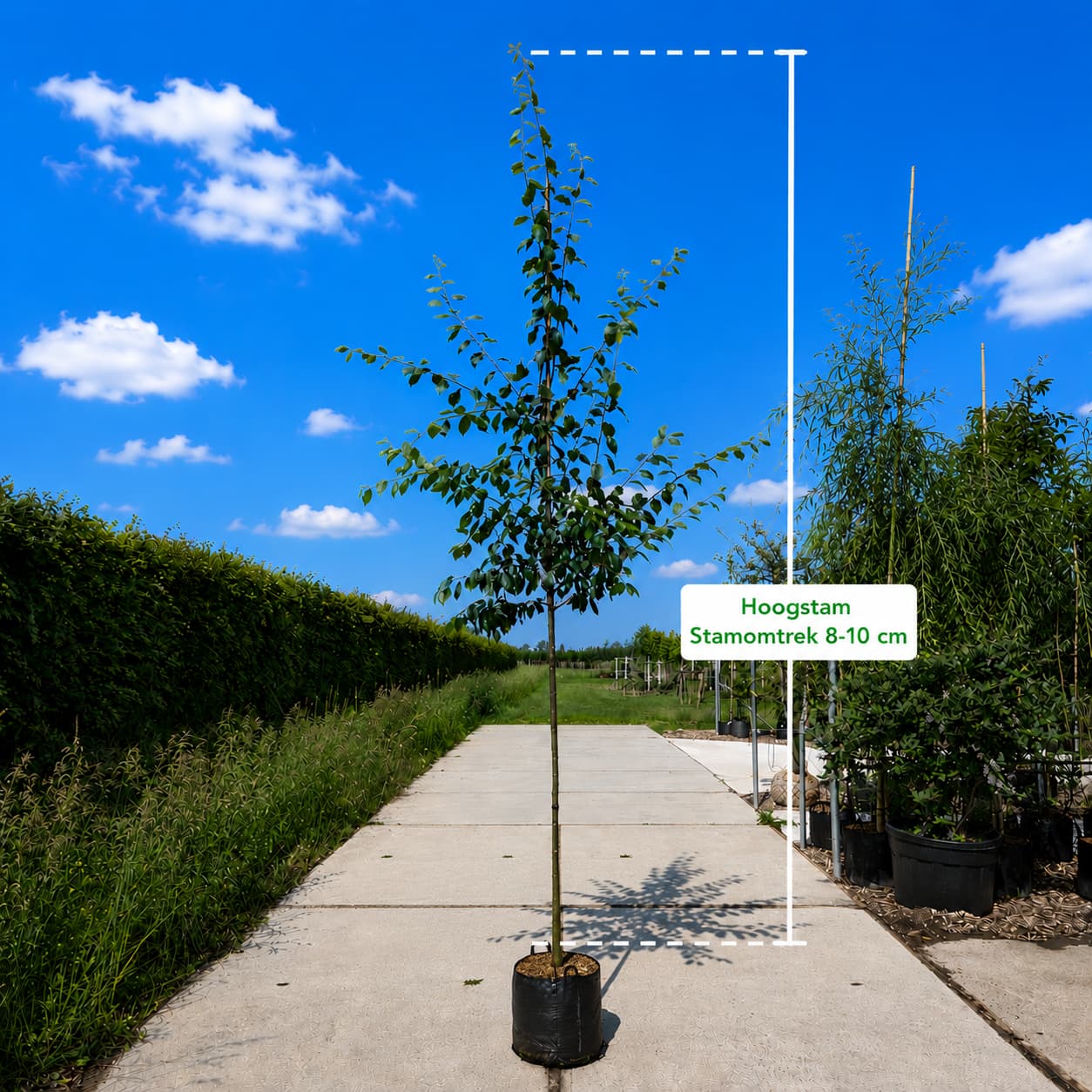 Pruimenboom Prunus d. Victoria (zoetzuur)