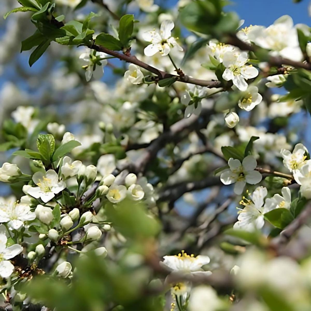 Pruimenboom Prunus Reine Claude d' Oullins (zoetzuur)