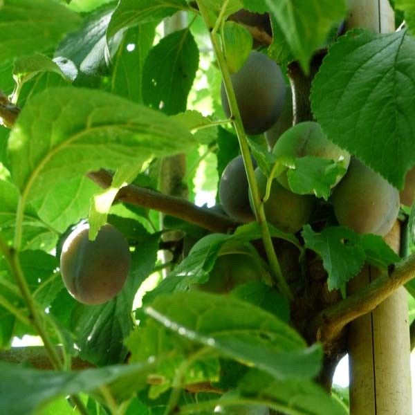 Pruimenboom (Reine Claude Verte)