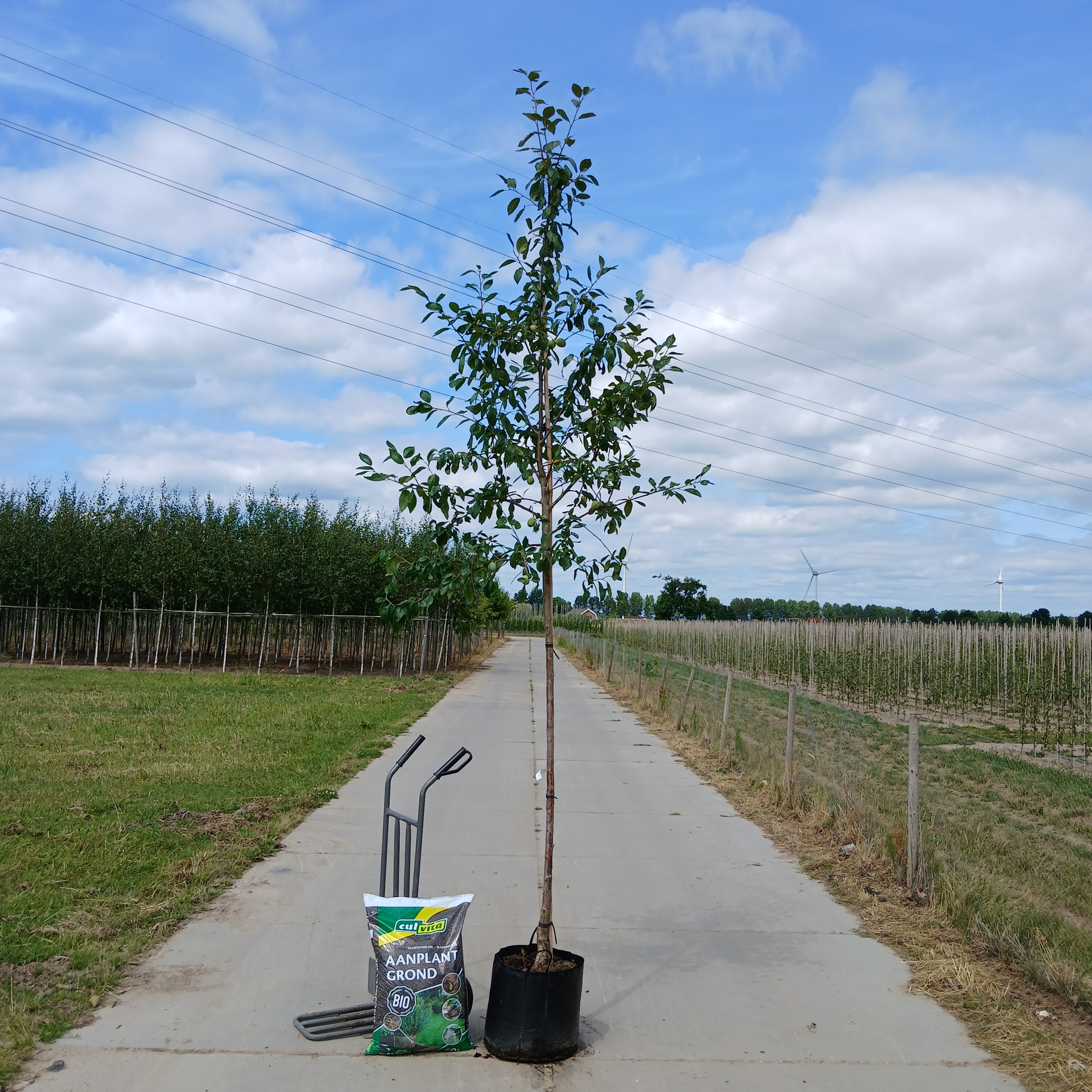 Pruimenboom Prunus domestica Opal (zoet)