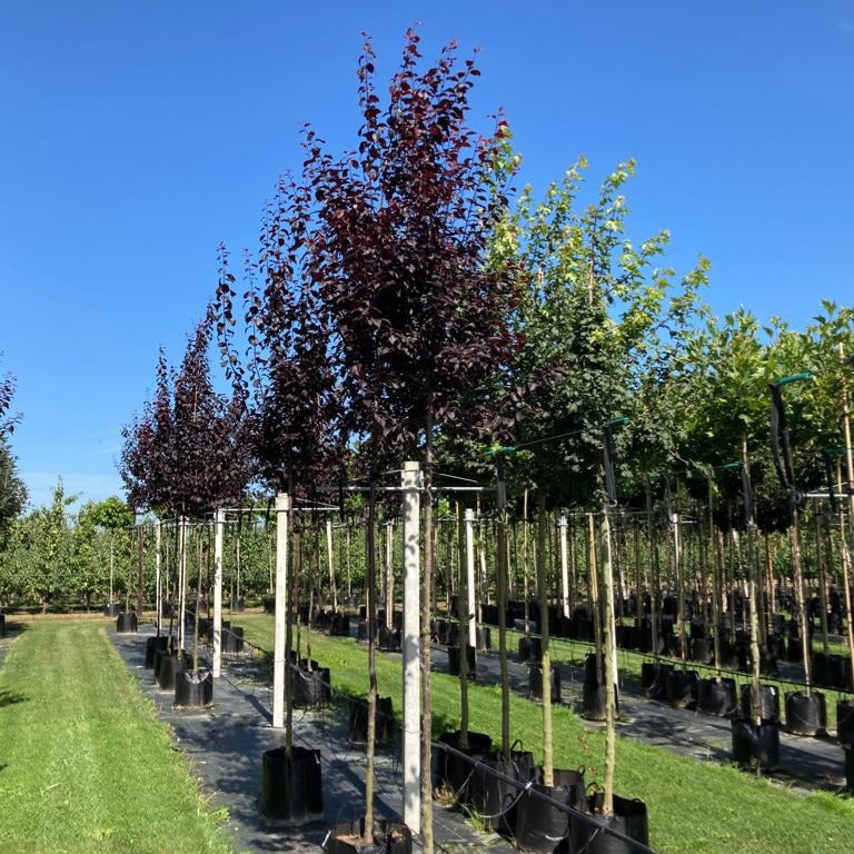 Prunus Cerasifera Nigra (Rode kerspruim)