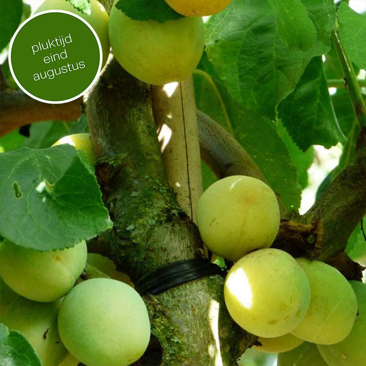 Pruimenboom Prunus Reine Claude d'Oullins (zoetzuur)