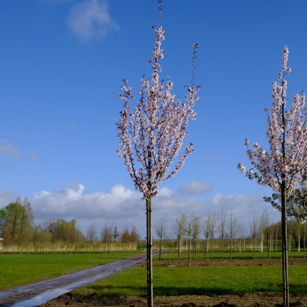 Sierkers (Prunus 'Spire') – BetuweBomen.nl