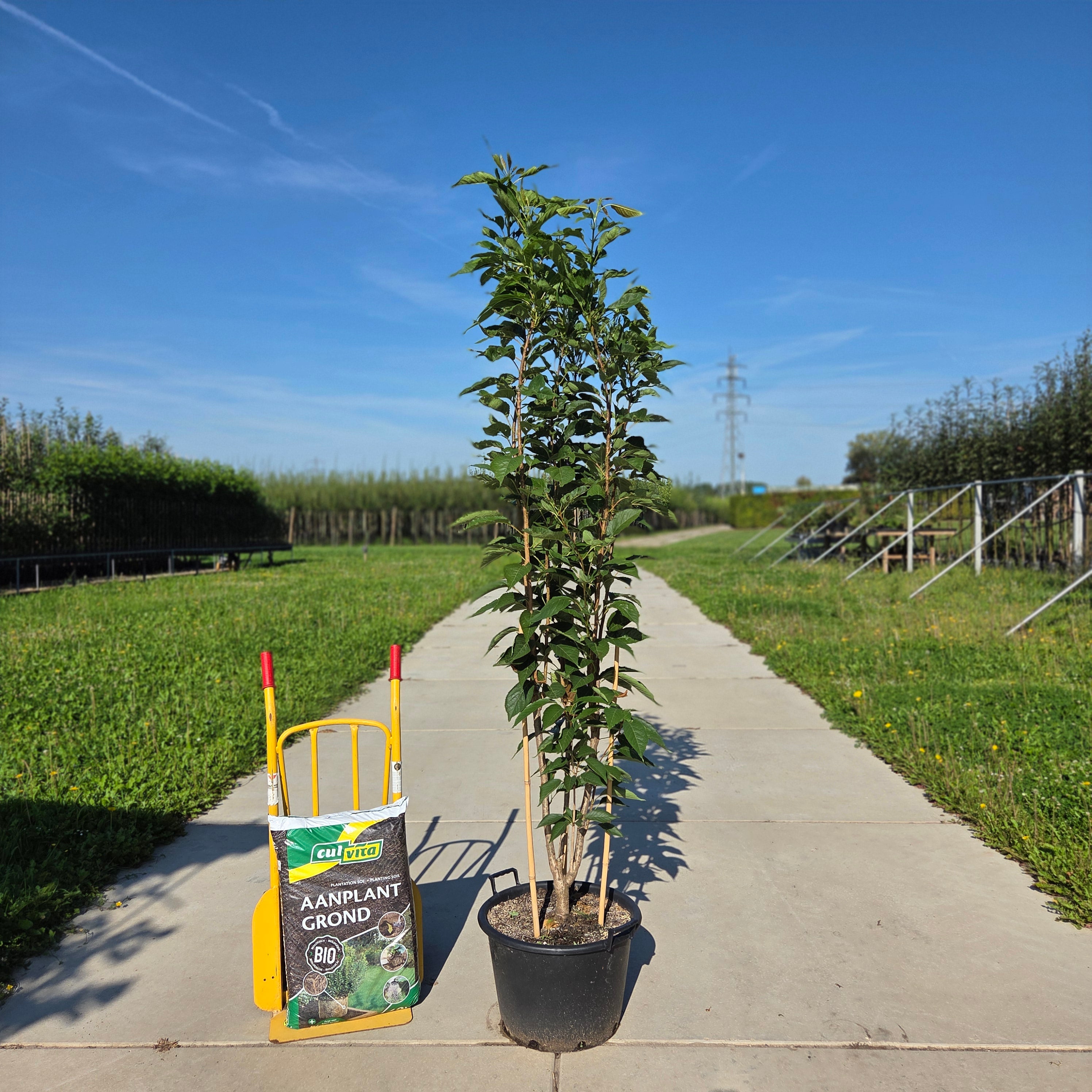 Zuilvormige sierkers meerstammig (Prunus Amanogawa)