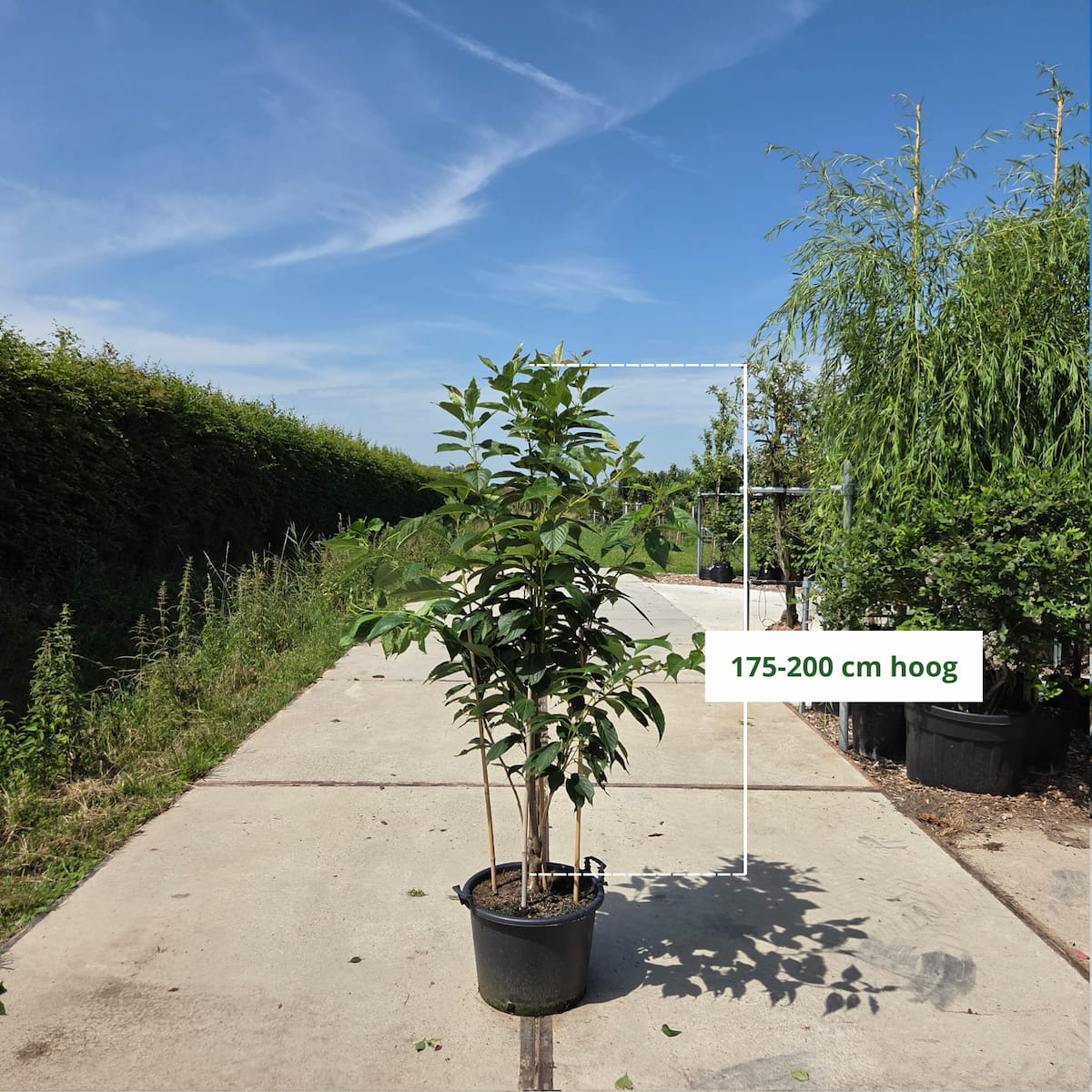 Zuilvormige sierkers meerstammig (Prunus Amanogawa)