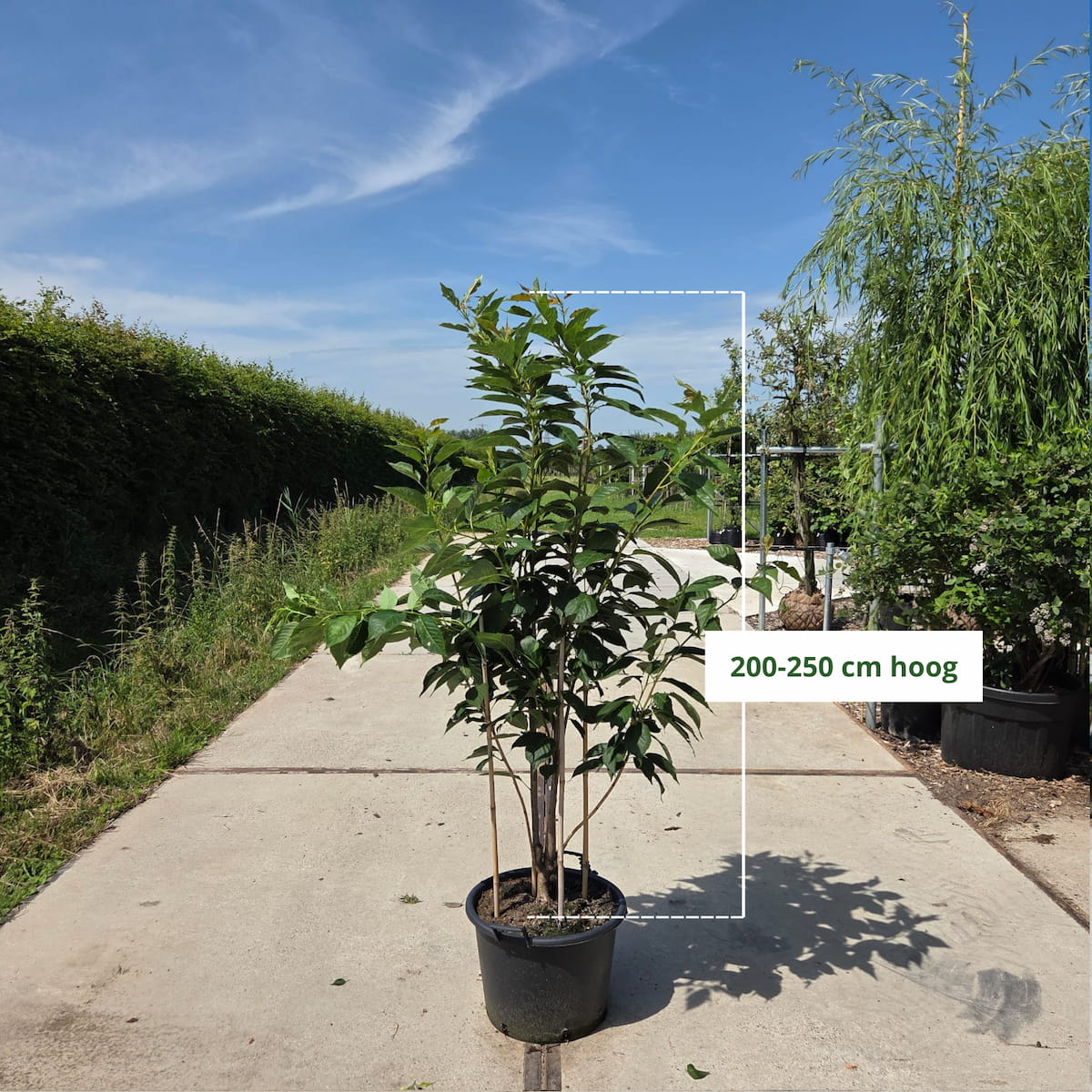 Zuilvormige sierkers meerstammig (Prunus Amanogawa)