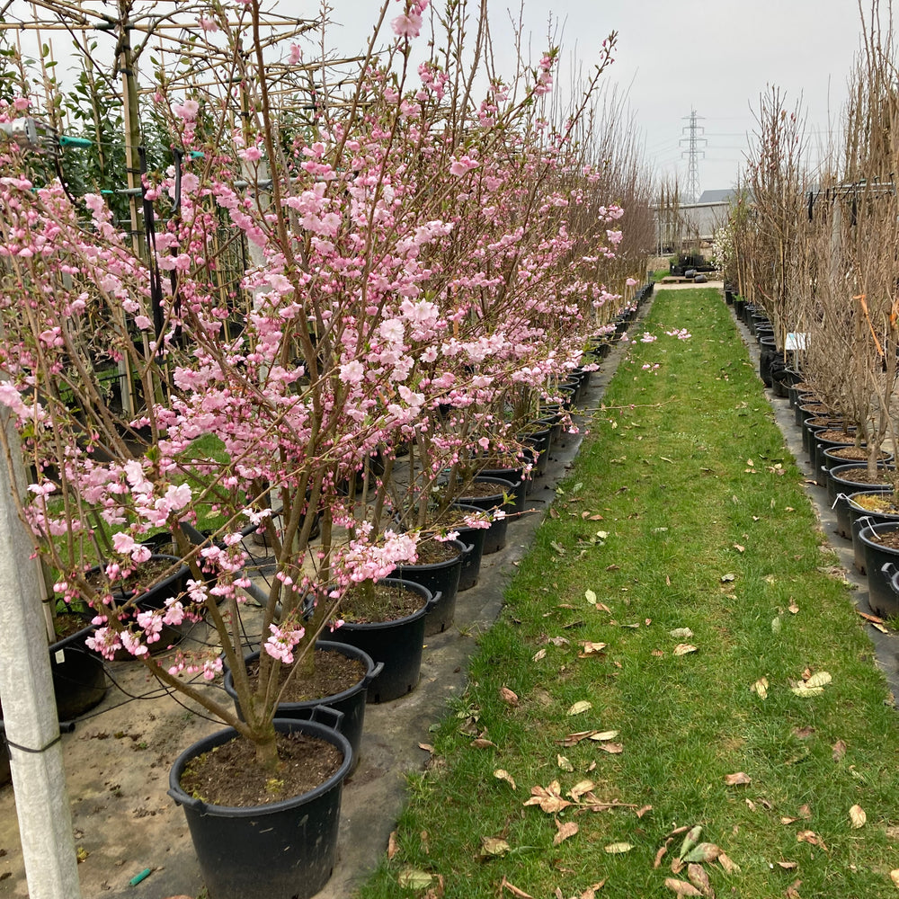 Sierkers (Prunus ‘Kanzan’) meerstammig