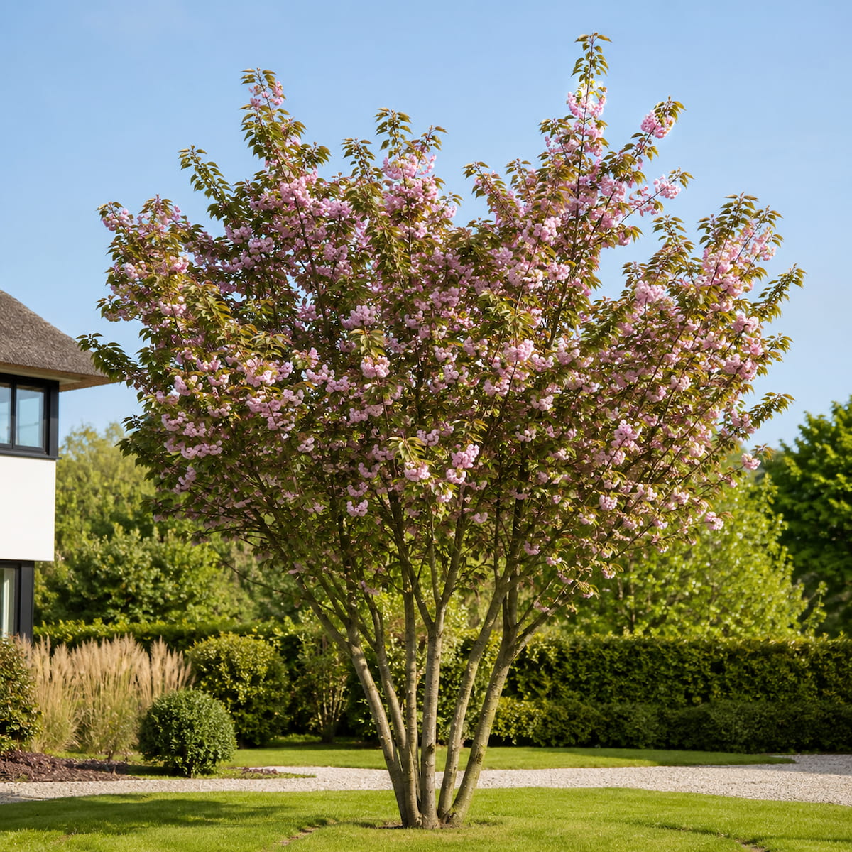 Sierkers (Prunus ‘Kanzan’) meerstammig