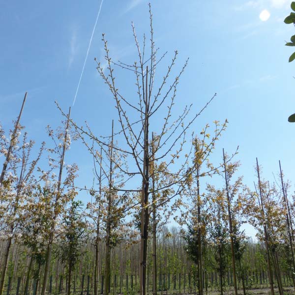 Kersenboom Prunus Kordia (zoet)