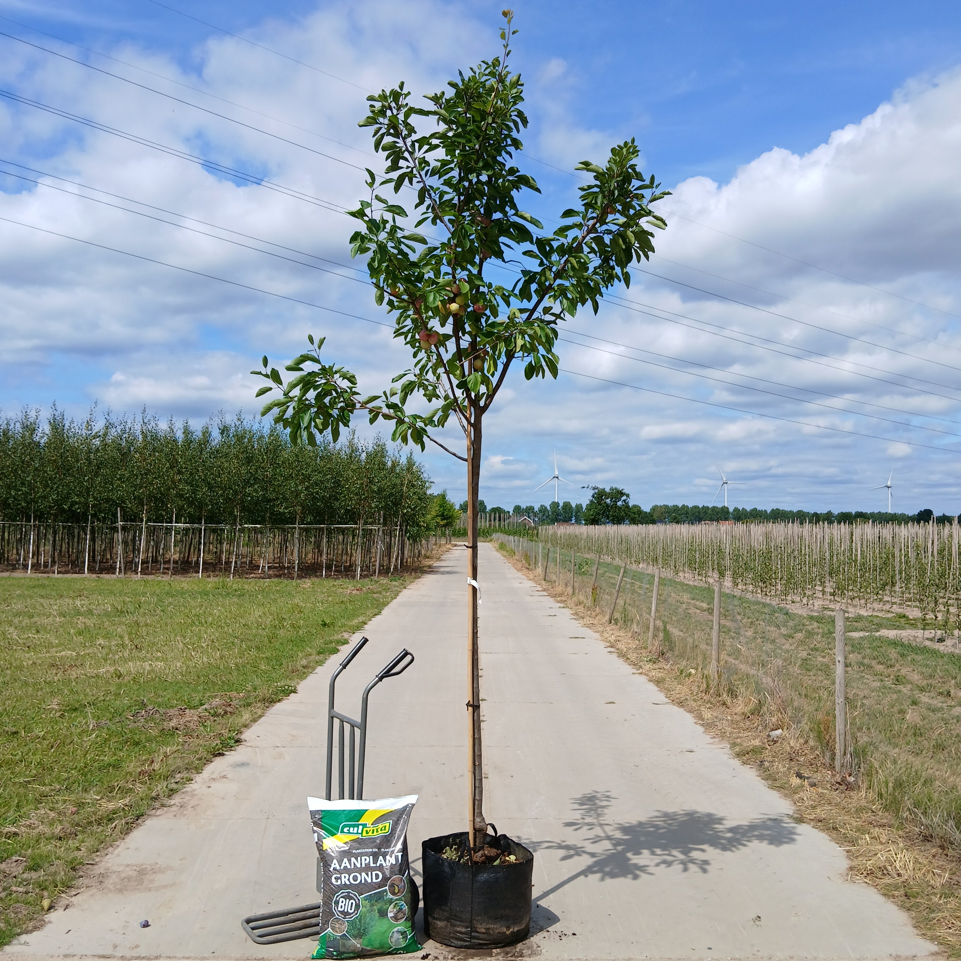 Pruimenboom Prunus domestica Opal (zoet)