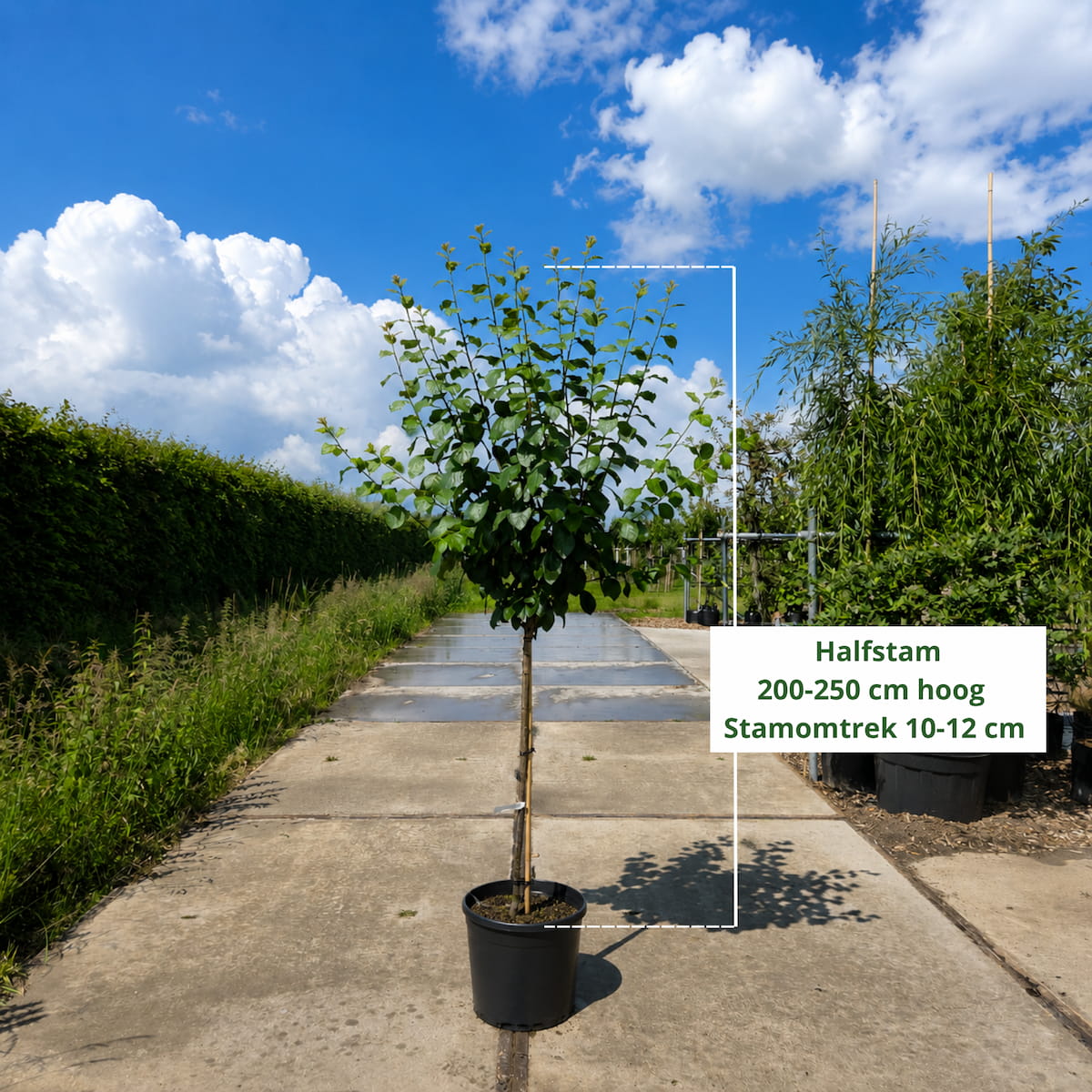 Pruimenboom Prunus Reine Claude d' Oullins (zoetzuur)