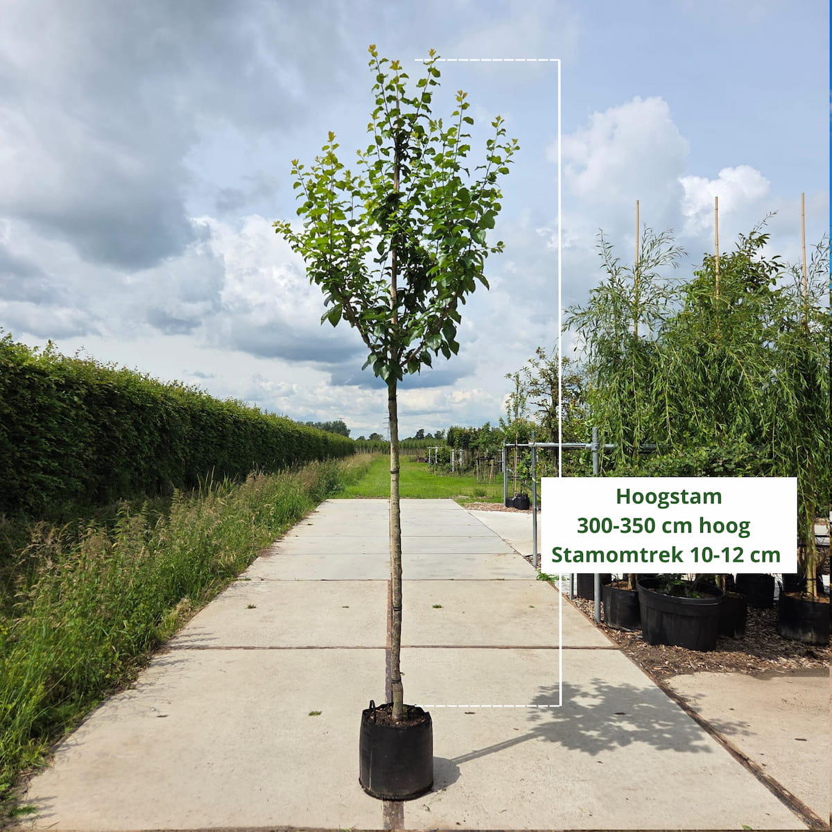 Pruimenboom Prunus Reine Claude d' Oullins (zoetzuur)