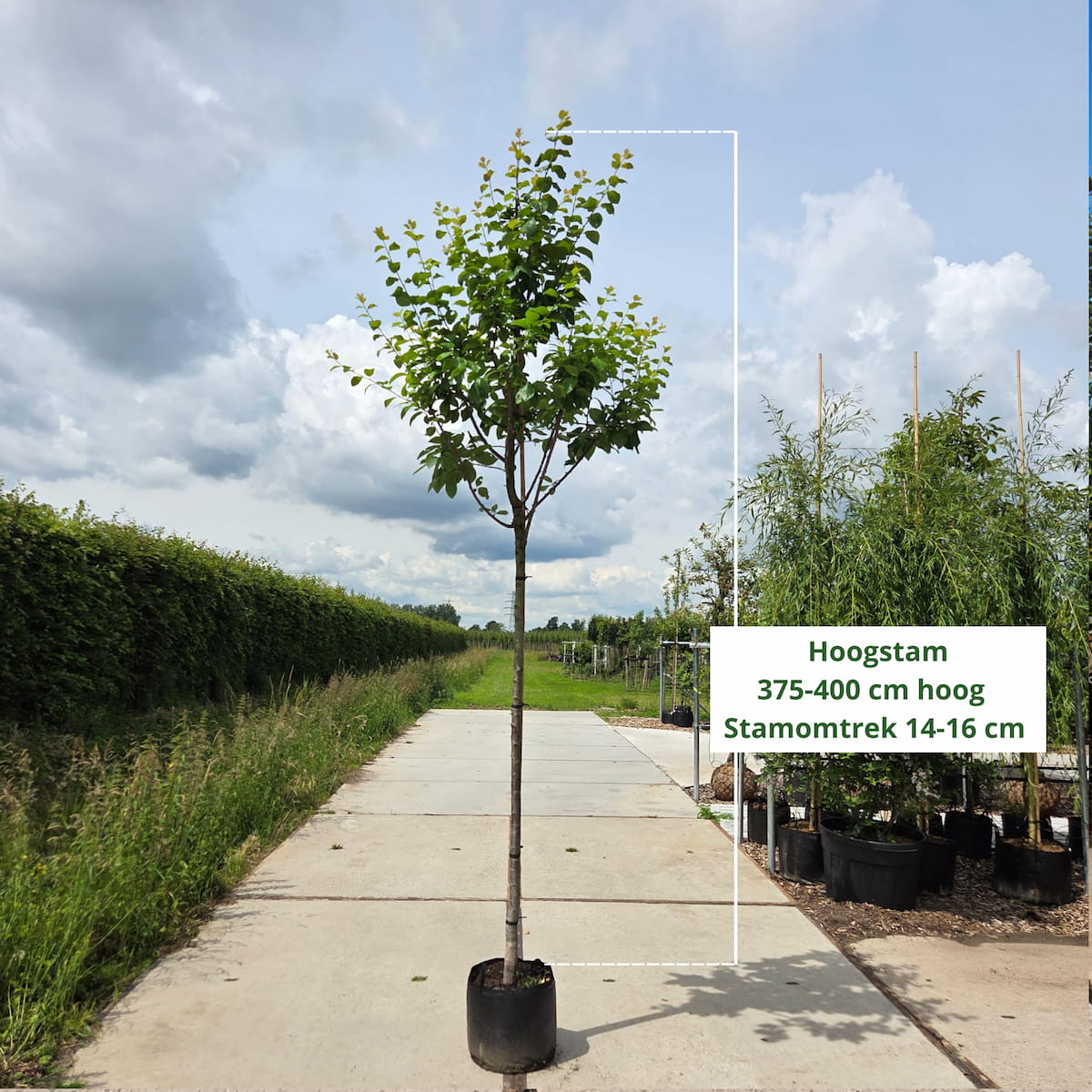 Pruimenboom Prunus Reine Claude d' Oullins (zoetzuur)