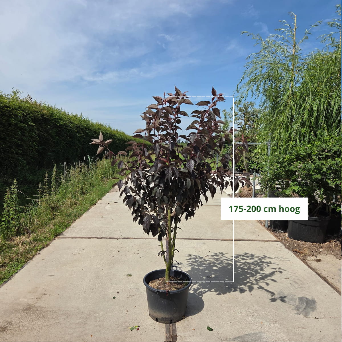 Meerstammige sierkers ‘Royal Burgundy’