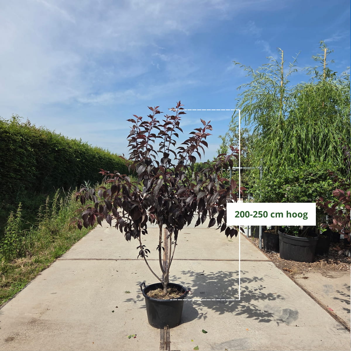 Meerstammige sierkers ‘Royal Burgundy’