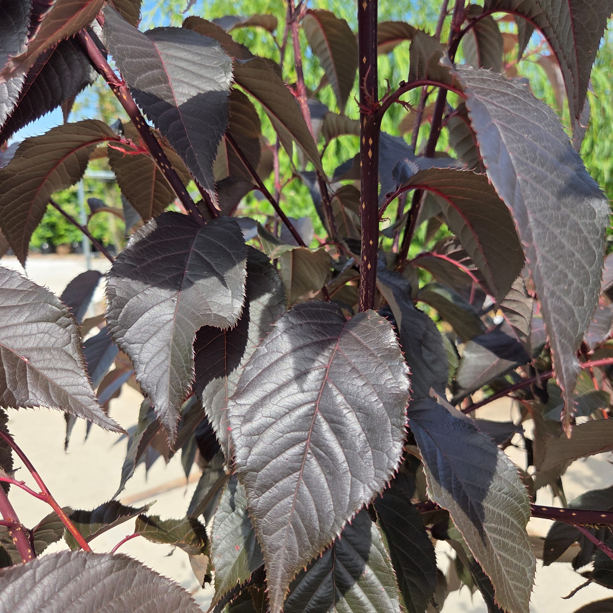 Meerstammige sierkers ‘Royal Burgundy’