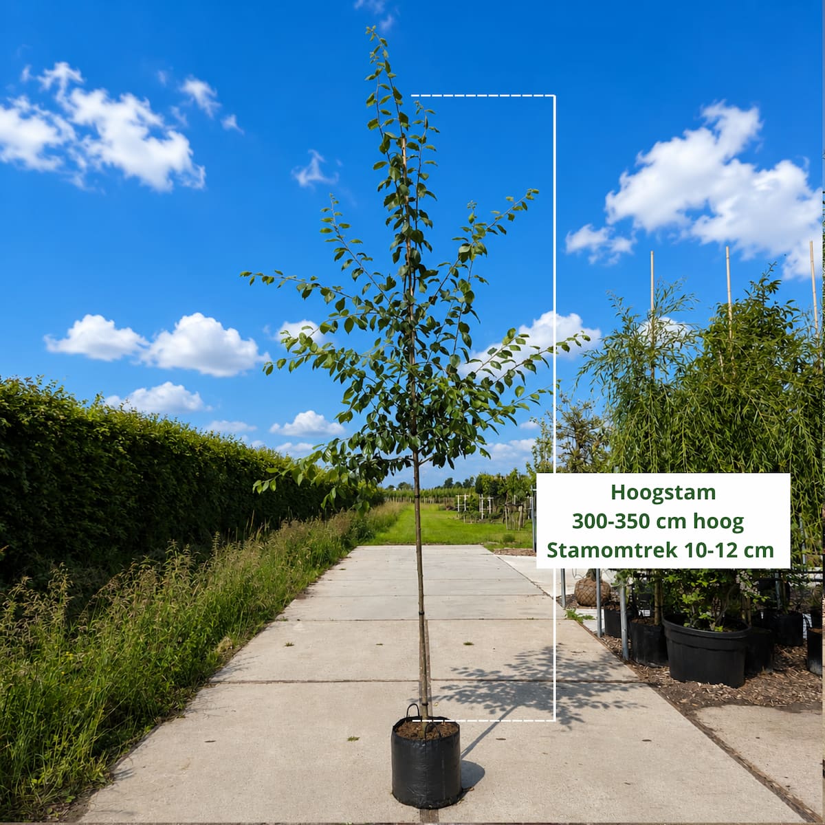 Pruimenboom Prunus d. Victoria (zoetzuur)