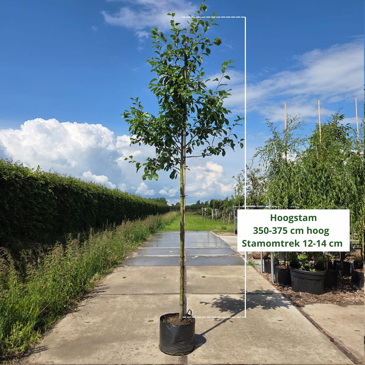 Pruimenboom Prunus d. Victoria (zoetzuur)