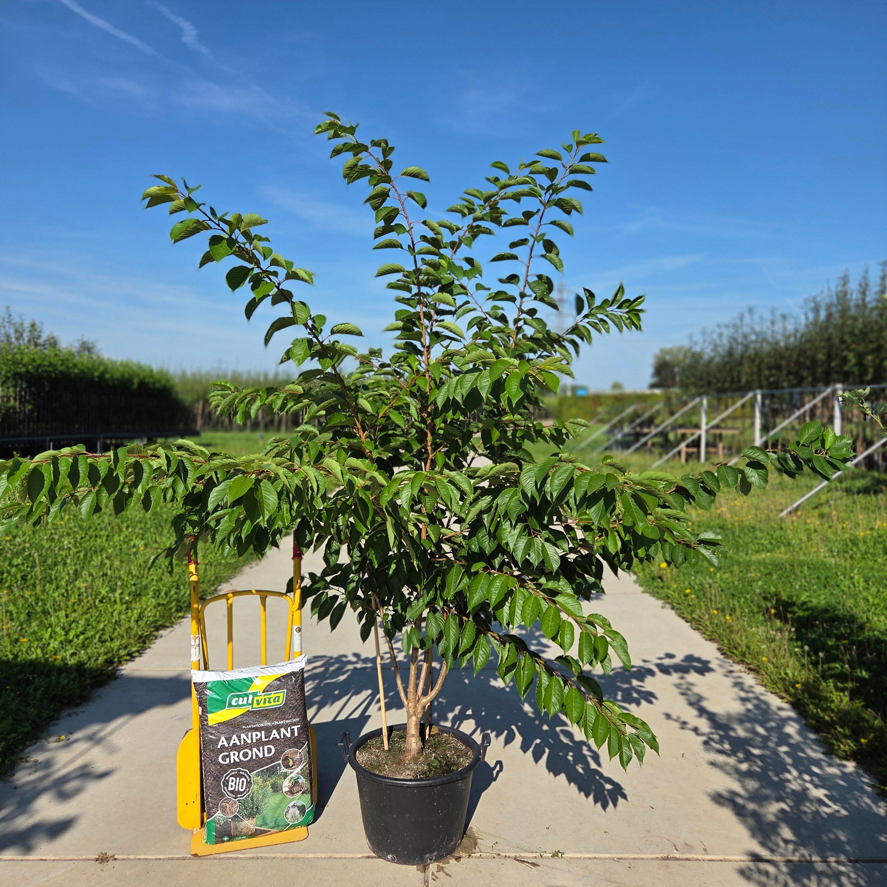Sierkers Prunus Yedoensis meerstammig