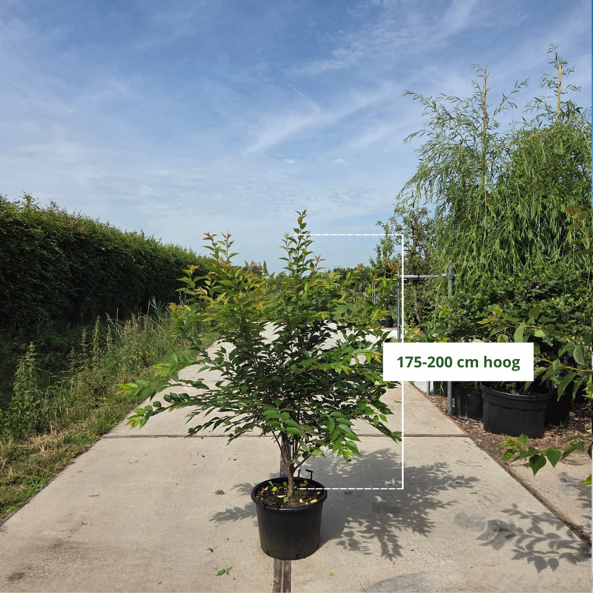 Sierkers (Prunus ‘Autumnalis’) meerstammig