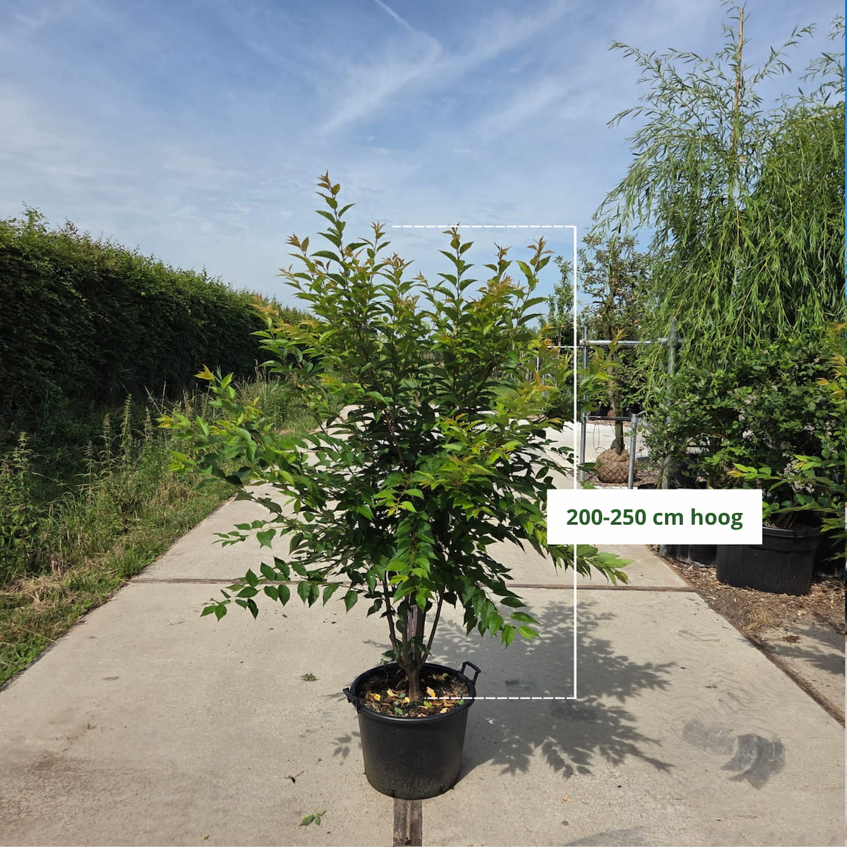Sierkers (Prunus ‘Autumnalis’) meerstammig