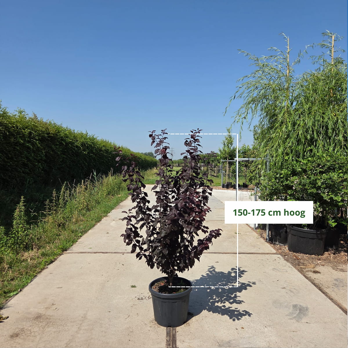 Meerstammige Prunus ceracifera Nigra (rode kerspruim)