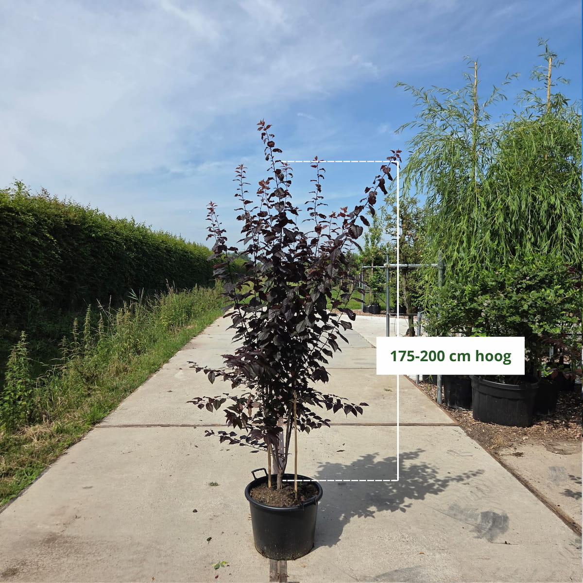 Meerstammige Prunus ceracifera Nigra (rode kerspruim)