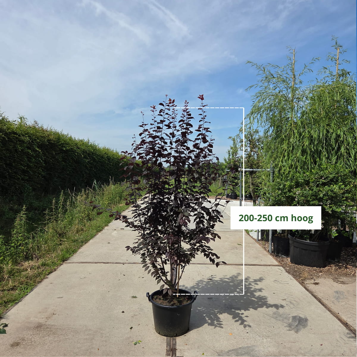 Meerstammige Prunus ceracifera Nigra (rode kerspruim)