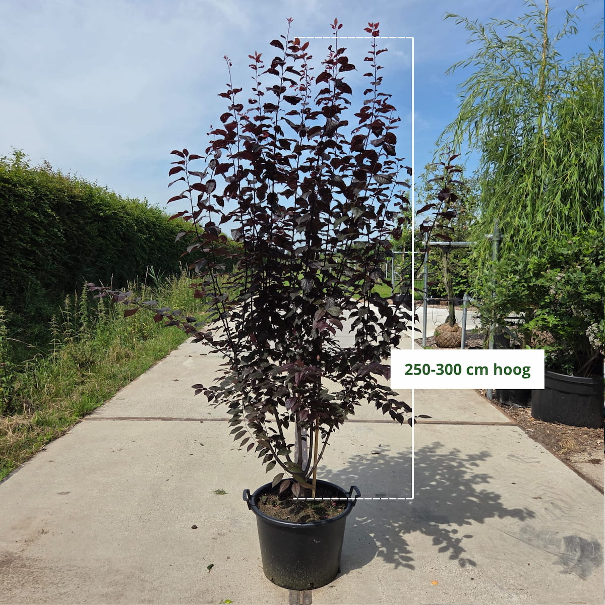 Meerstammige Prunus ceracifera Nigra (rode kerspruim)
