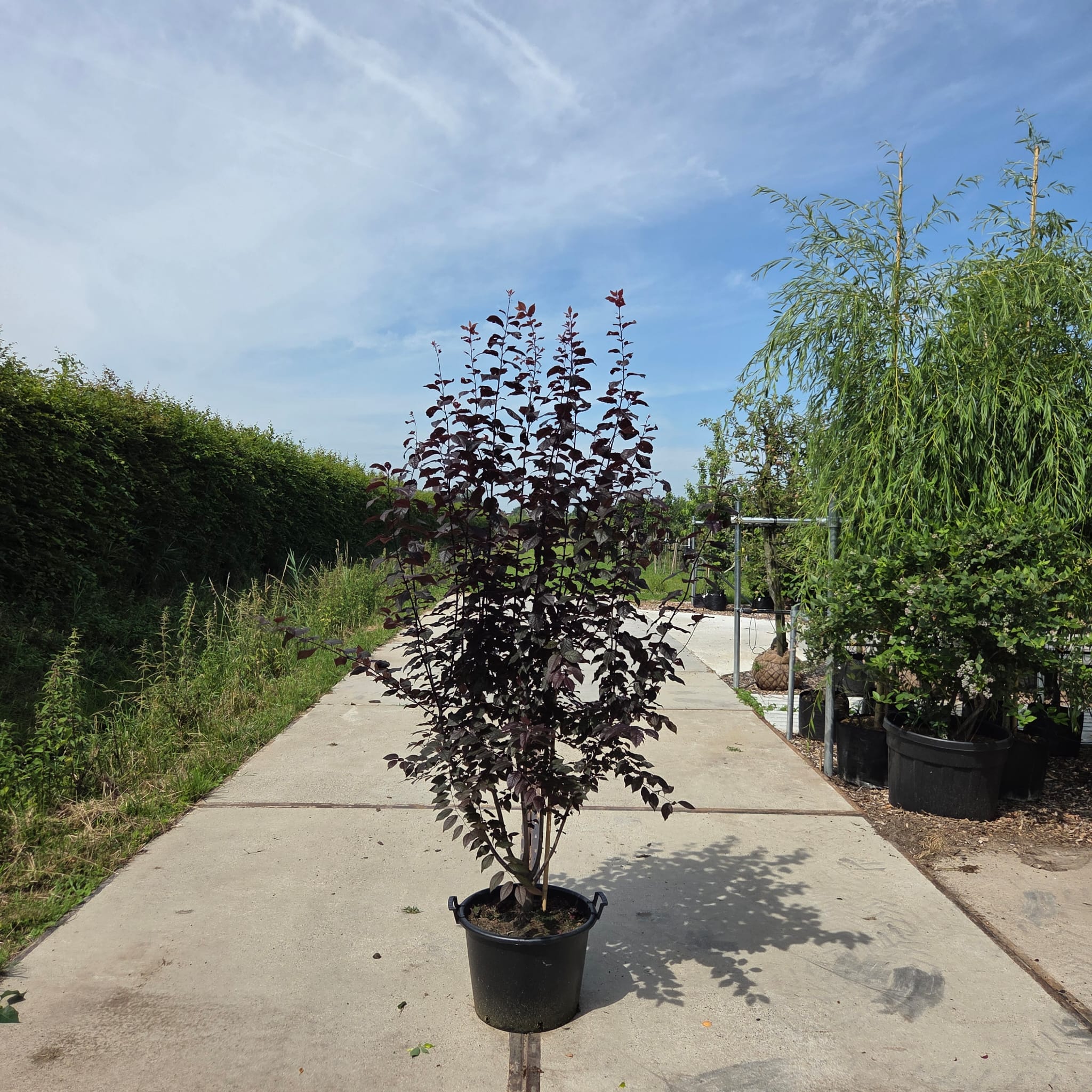 Meerstammige Prunus ceracifera Nigra (rode kerspruim)