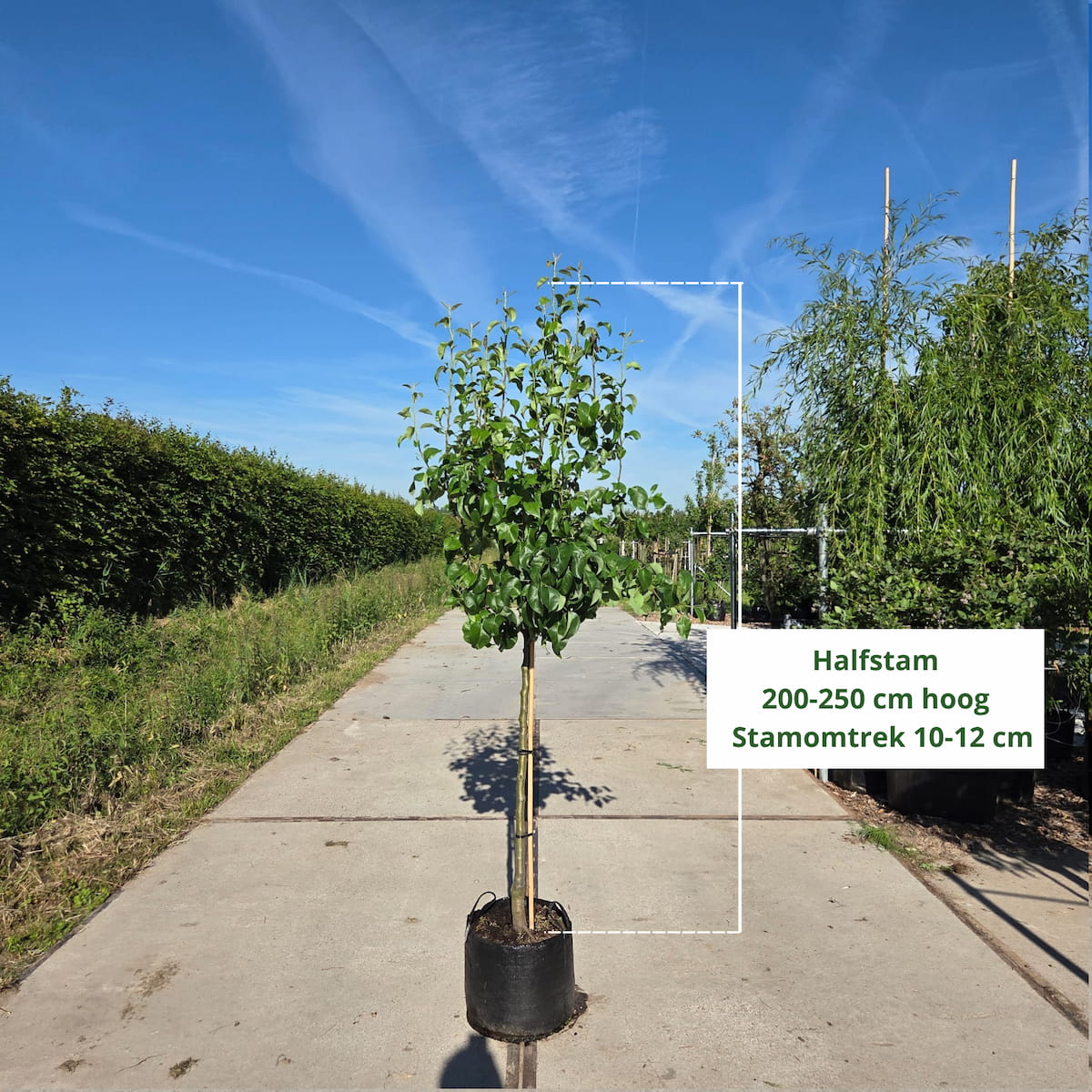 Perenboom Pyrus communis Conference (zoet)