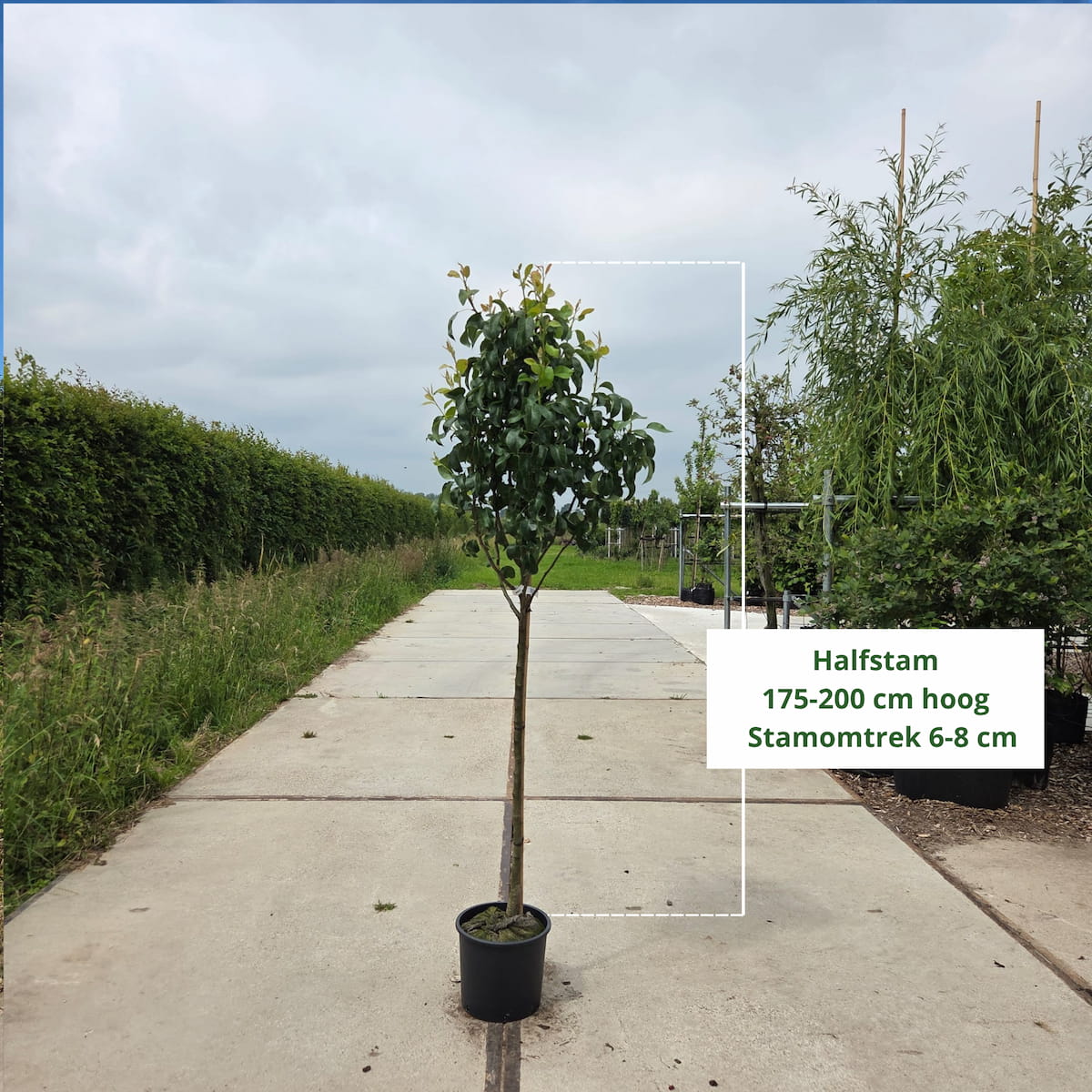 Perenboom Pyrus communis Conference (zoet)